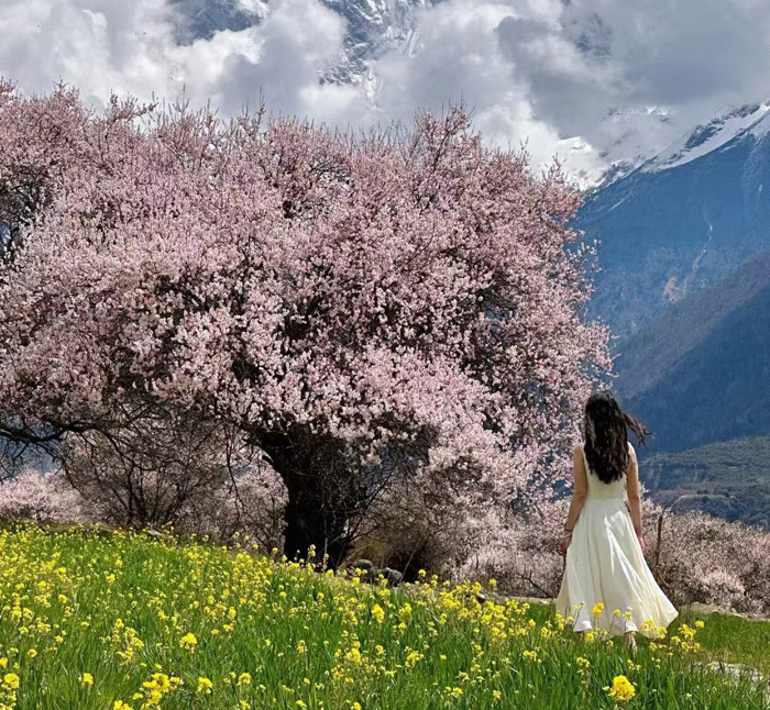 Linzhi Peach Blossoms (10th) Season Limited